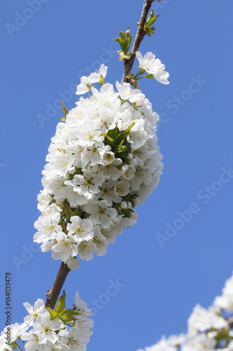 Birnbaum Blüten im Frühling (Pyrus)