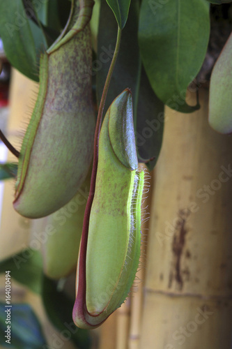 Kannenpflanze (Nepenthes) photo