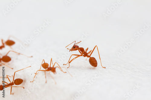 Red ants  © naviya
