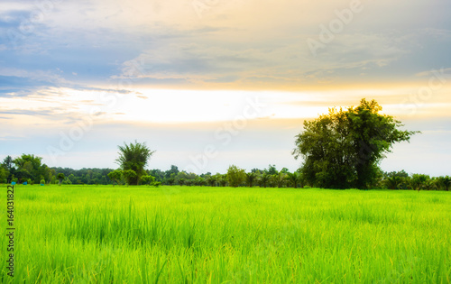 green rice field © toeytoey