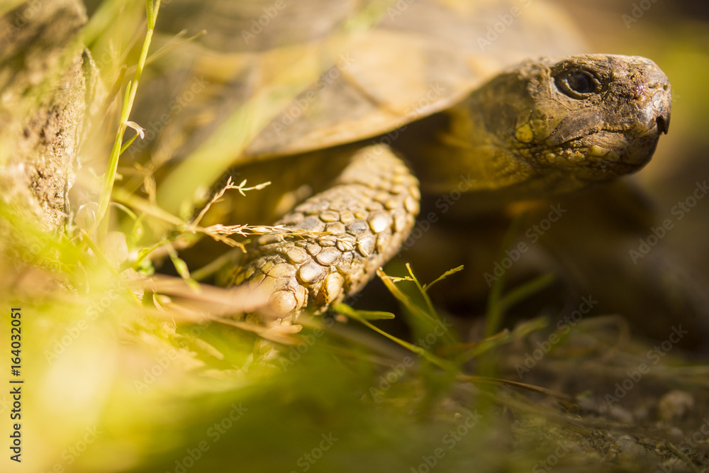 Naklejka premium Gros plan tortue Hermann