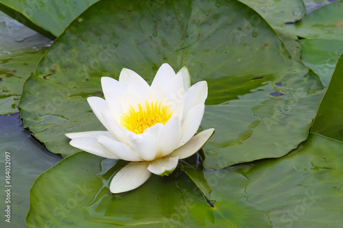 Water lily nymphaeaceae on the surface of pond