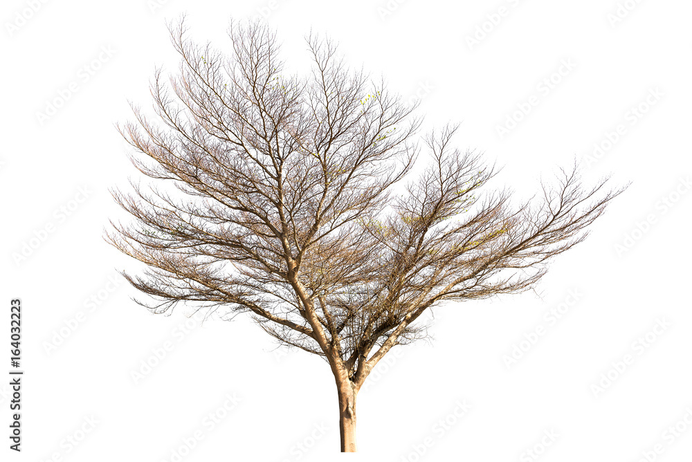 Fototapeta premium Dead tree