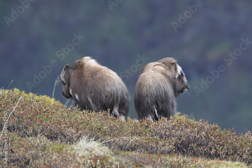 Muskox in Dovrefjell national park, Norway photo