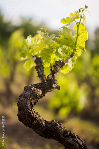 Obraz na płótnie Joli pied de vigne