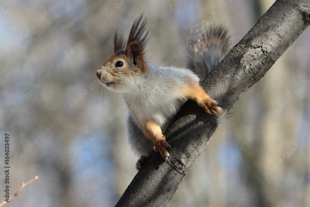 Common squirrel on a branch Common squirrel on a branch