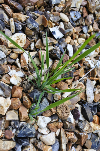 Grasses try to grow between pebble stones ground   photo