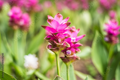 Siam Tulip blooming in the garden