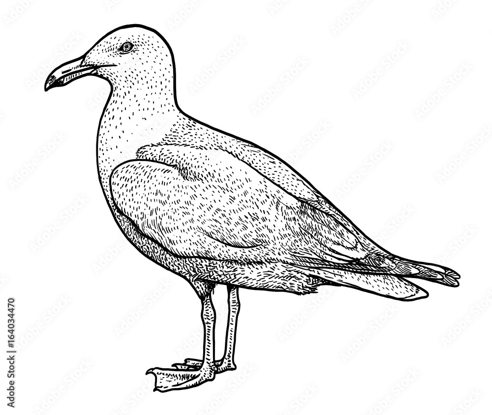 Naklejka premium European herring gull illustration, drawing, engraving, ink, line art, vector