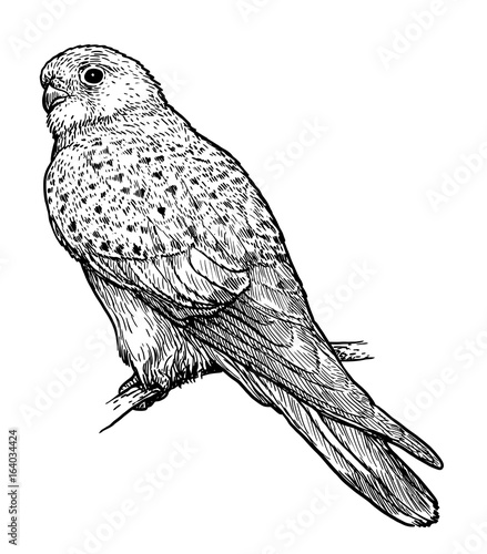 Common Kestrel illustration, drawing, engraving, ink, line art, vector
