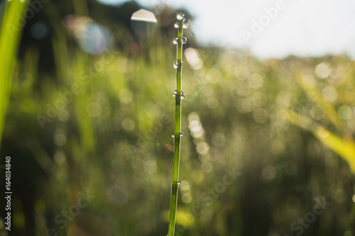 closeup of water drops on a stalk of green grass in the sunlight