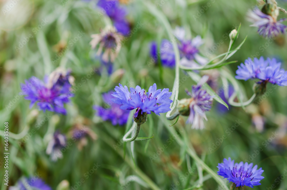 Beautiful wildflowers cornflowers