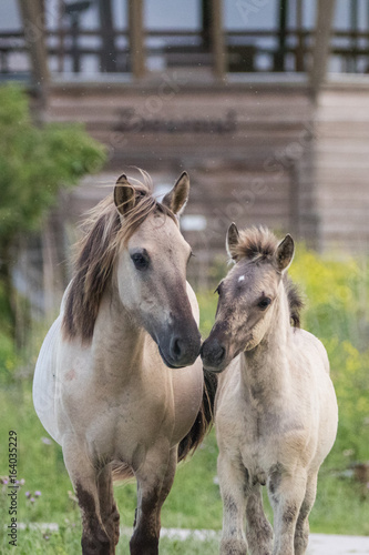 Konik Horse Mother and Child