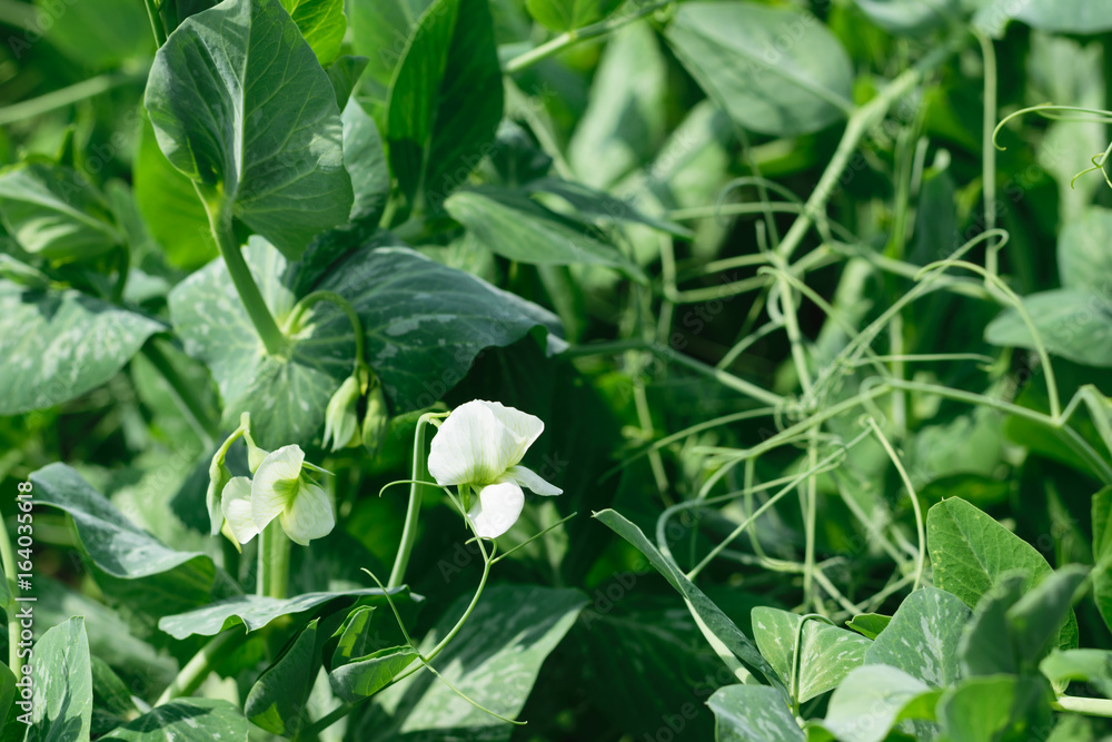 fresh Green Pea Sprouts (Pisum Sativum) leaves and white flowers background fresh Green Pea Sprouts (Pisum Sativum) leaves and white flowers background