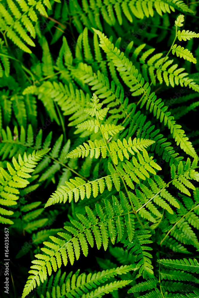 Green fern leaves in forest - background Green fern leaves in forest - background
