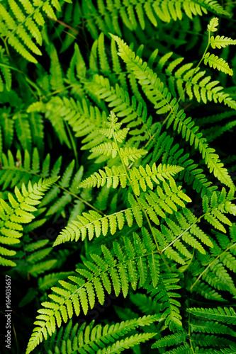 Green fern leaves in forest - background