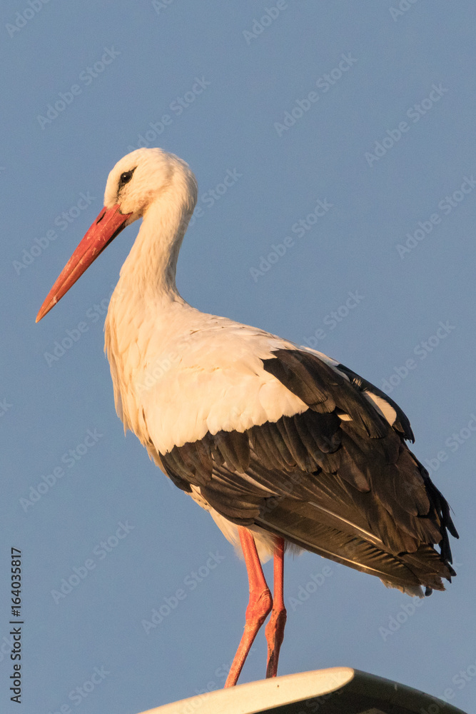 Fototapeta premium White Stork