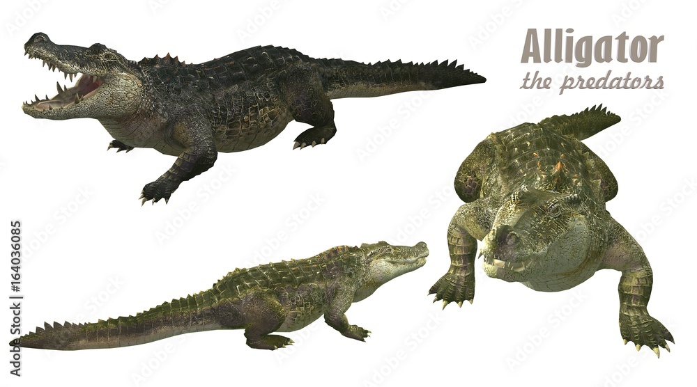 3 perspective view of alligator 3d rendering Stock-Illustration | Adobe  Stock