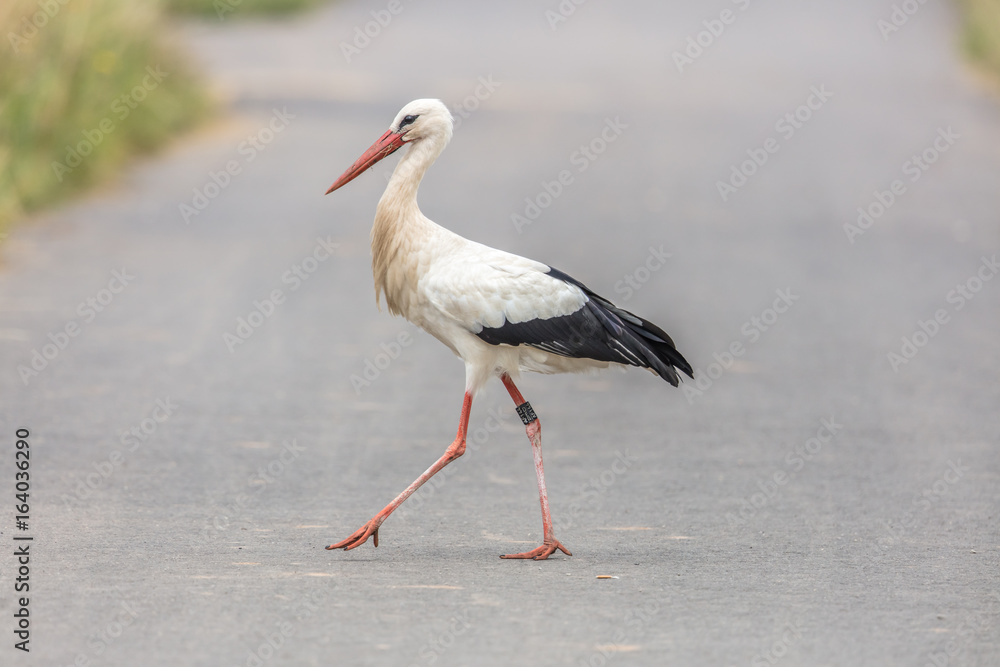 Fototapeta premium vögel