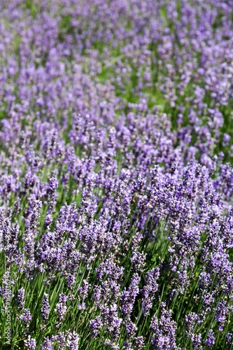 Close up of Lavender