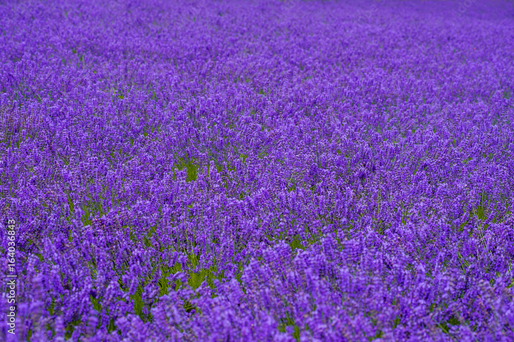lavender fields in the garden ,furano in Japan on summer time lavender fields in the garden ,furano in Japan on summer time