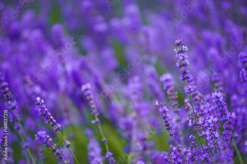 lavender fields in the garden  furano in Japan on summer time