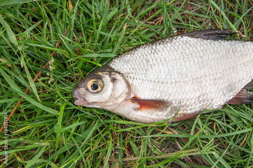 Close up view of the signle white bream or silver fish on the natural background. .