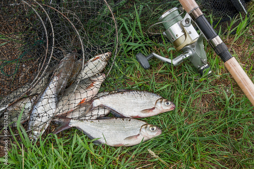 Two freshwater fish white-eye bream and fishing rod with reel on the natural background. .
