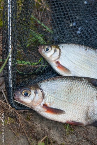 Two freshwater fish white bream or silver fish on black fishing net..