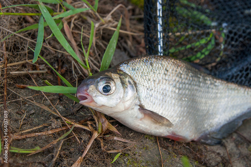 Single freshwater fish white-eye bream on black fishing net.