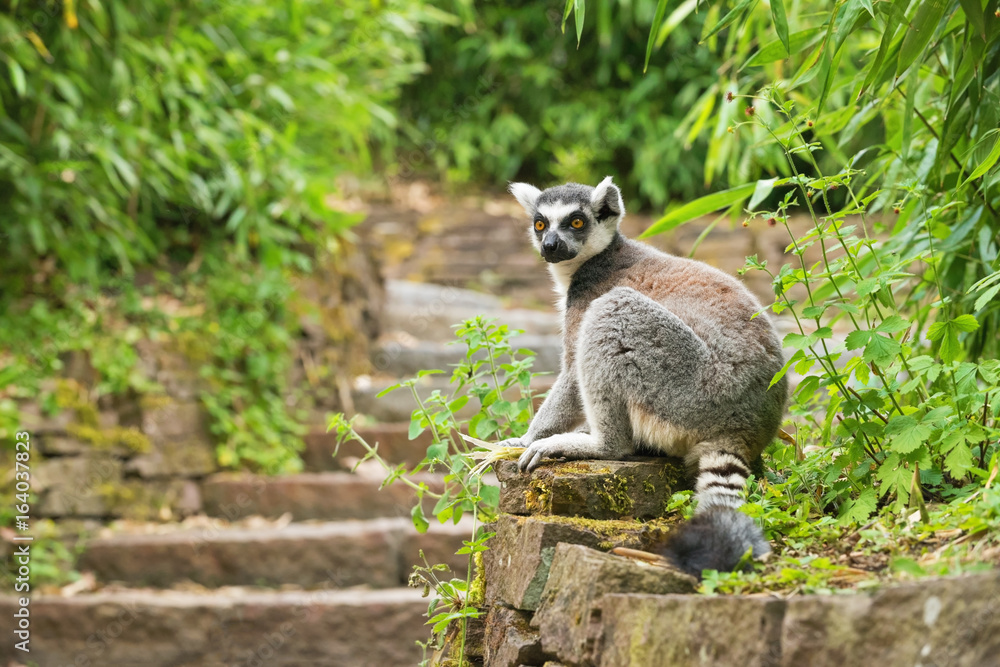Adult lemur katta sits on the footway