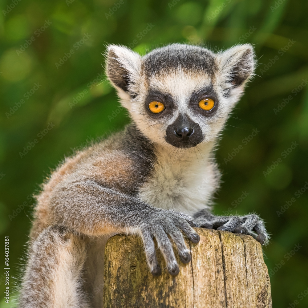 Obraz premium Portrait of a cub of lemur katta
