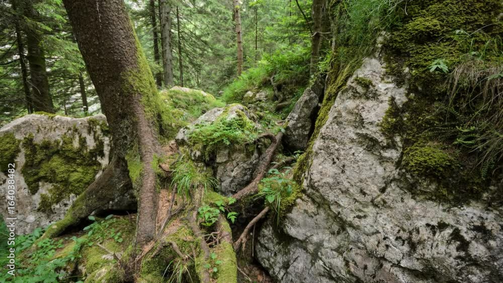 Motion shot of an old tree with mossy roots deep in the forest, Buila Mountains, Romania. 4k slider timelapse. Motion shot of an old tree with mossy roots deep in the forest, Buila Mountains, Romania. 4k slider timelapse.