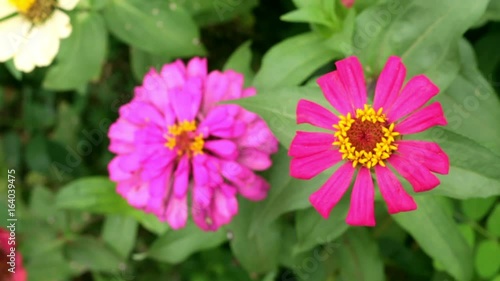 Pink narrowleaf zinnia in the garden.