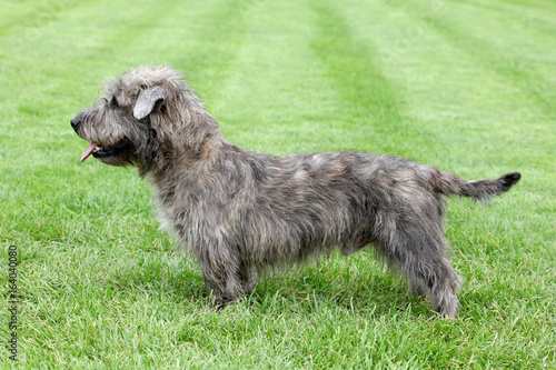Valokuva Irish Glen of Imaal Terrier on the green grass