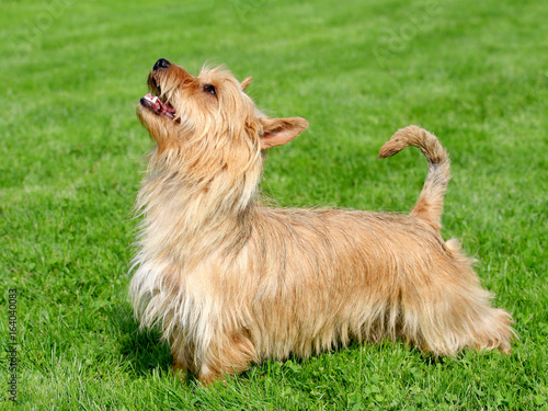 Australian Terrier on the meadow photo