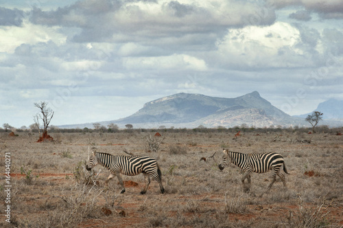 Two zebras walking in savanna.