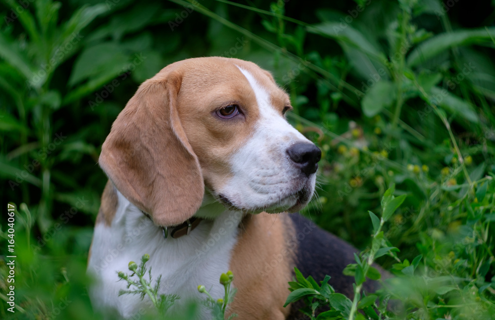 Portrait of a Beagle in profile on green background