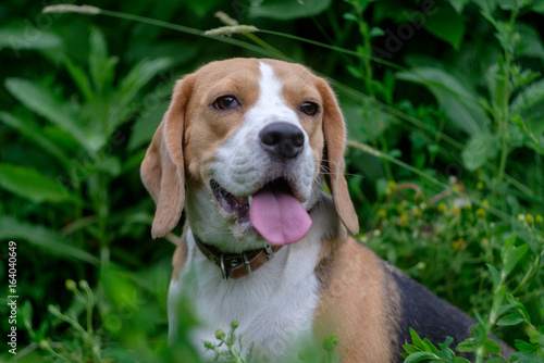 Fototapeta Naklejka Na Ścianę i Meble -  Portrait of a Beagle in profile on green background