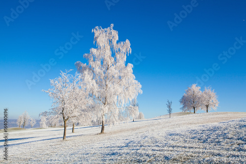 Snow and hoarfrost covered trees in the frosty morning. © Radomir Rezny