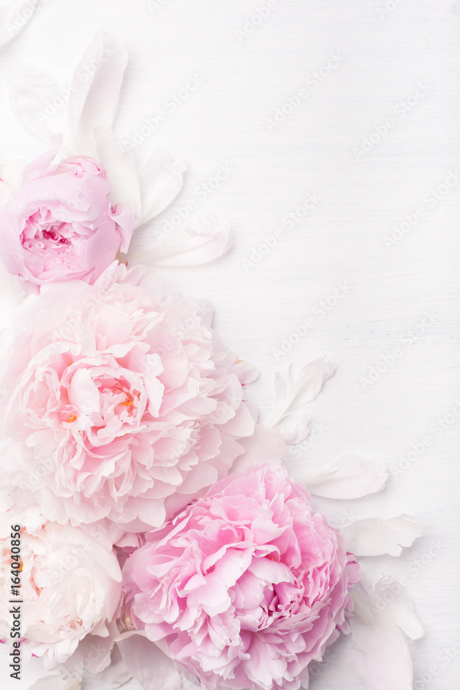 Fototapeta piękny różowy kwiat piwonii tło