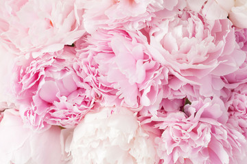 Papier peint photo Pivoines Arrière-plan floral rose poudré  © Olga Miltsova