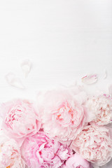 beautiful pink peony flower background