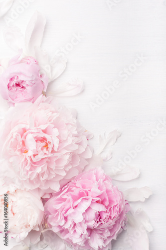 Fototapeta piękny różowy kwiat piwonii tło