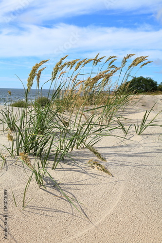 Dunes landscape