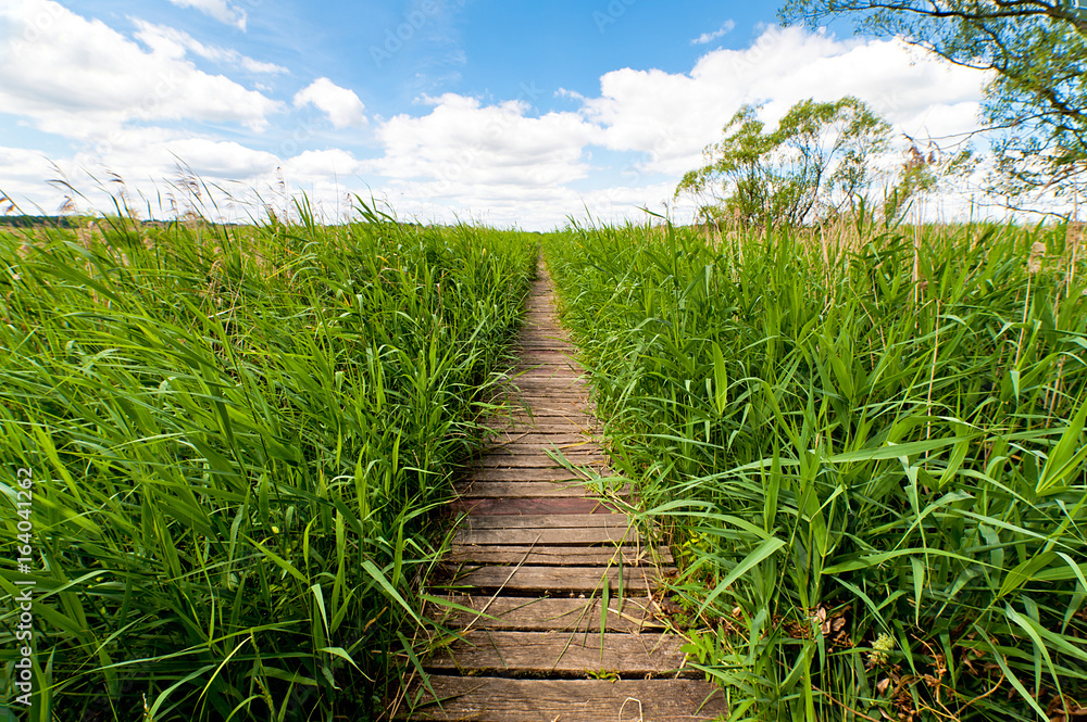 Swamp area covered in swamp grass with wooden path. Blue sky and white cloud - Scenic Park of Przemkow, Poland