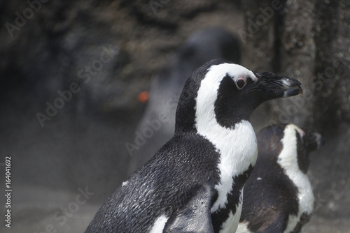 Fototapeta Naklejka Na Ścianę i Meble -  penguin