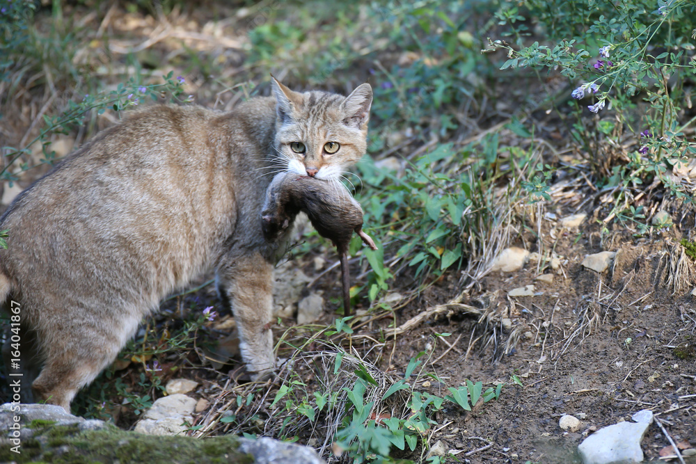 Wildkatze mit Mouse