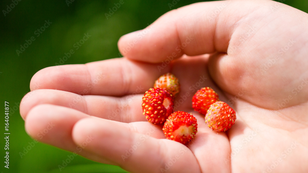 Child's hand with strawberries Child's hand with strawberries