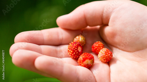 Child's hand with strawberries